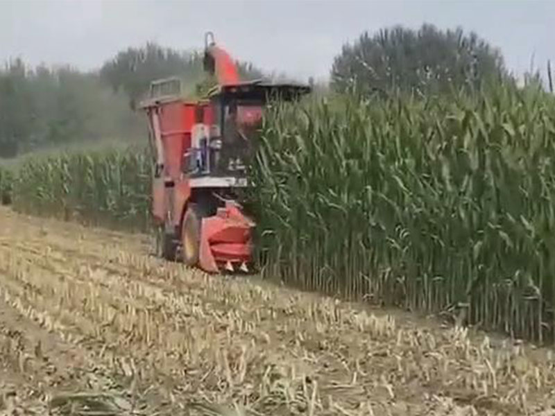 輪式標配版收割玉米視頻
