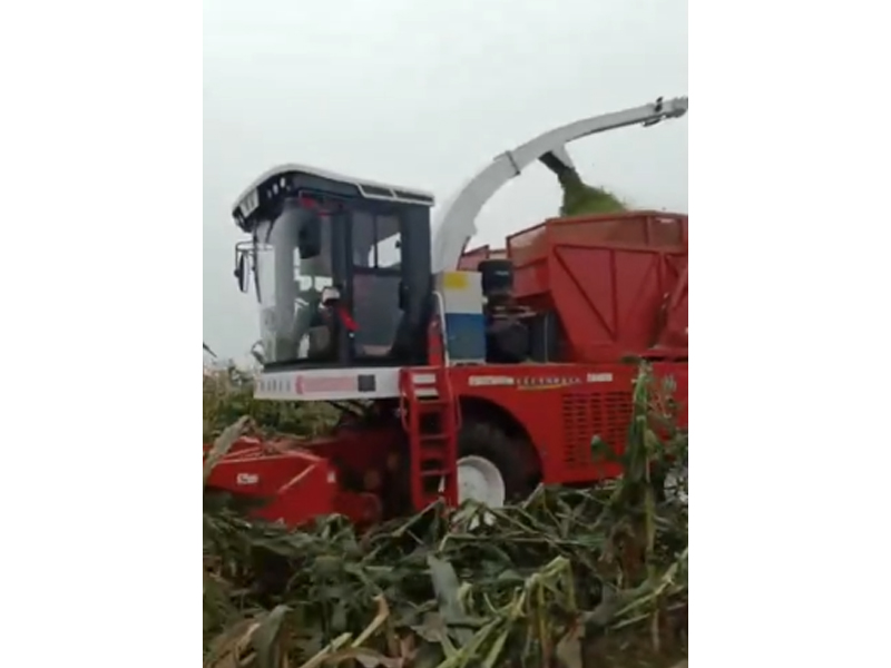 輪式豪華版收割倒伏玉米打入草箱作業(yè)
