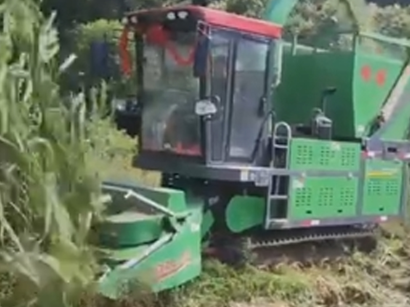 江西用戶(hù)收割皇竹草